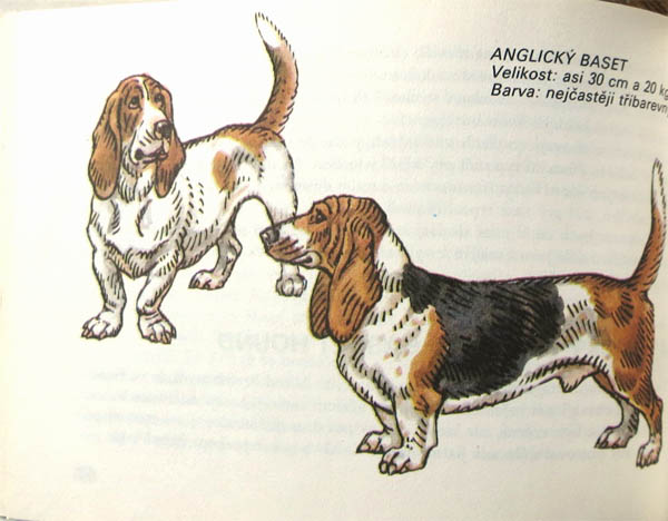 ❤️ あき 610B④イヌ図鑑　洋書　古書　ボタンニカルアート　イラスト ❤️ あき 様専用610B④イヌ図鑑 洋書 古書 ボタンニカルアート